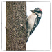 mr downy woodpecker by jernst1779