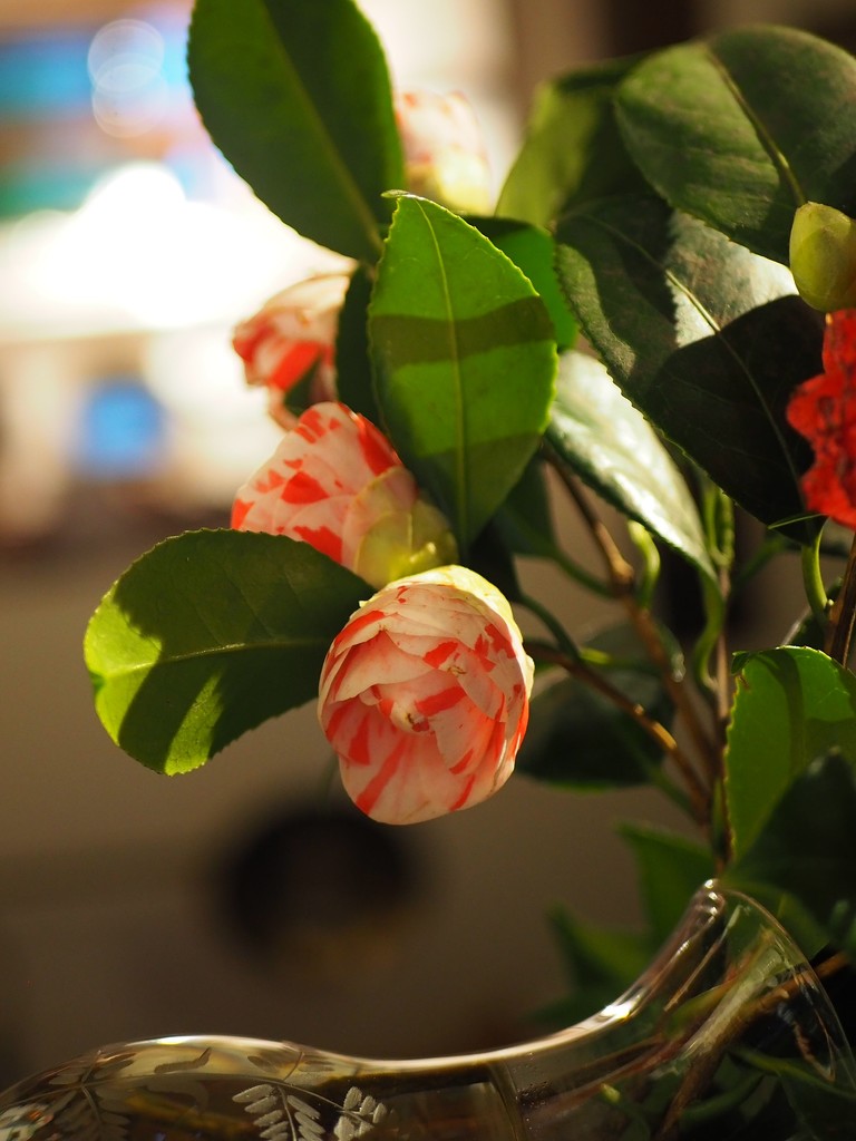 Camelias, marbled by s4sayer