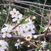 Hawthorn Blossom by cataylor41