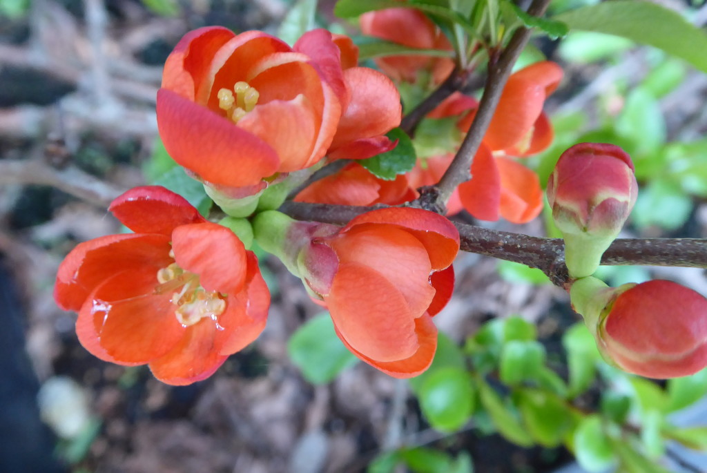 Japonica, flowering quince ... by snowy