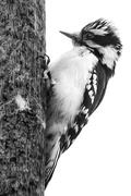 21st Mar 2019 - mr downy woodpecker b&w