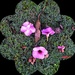 Fallen Allamanda Flowers ~   by happysnaps