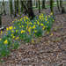 A host of golden daffodil by pcoulson