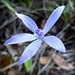 Rainbow Month Day 22 -  Cyanicula gemmata - Blue China Orchid by judithdeacon