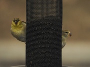 21st Mar 2019 - 2goldfinches