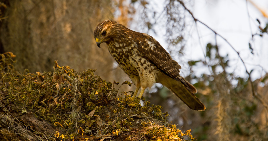 Young Red Shouldered Hawk, I Think! by rickster549
