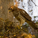 Young Red Shouldered Hawk, I Think! by rickster549