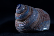 21st Mar 2019 - Pearly little shell