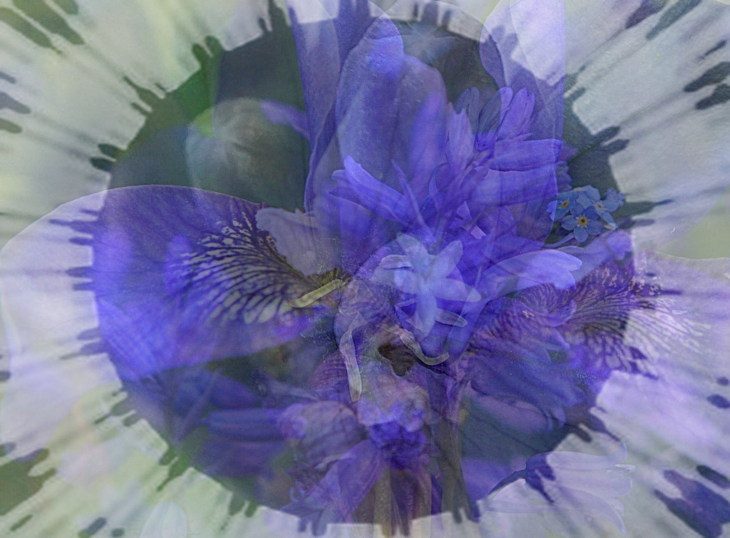 miscellany from my blue flower file by quietpurplehaze