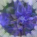 miscellany from my blue flower file by quietpurplehaze