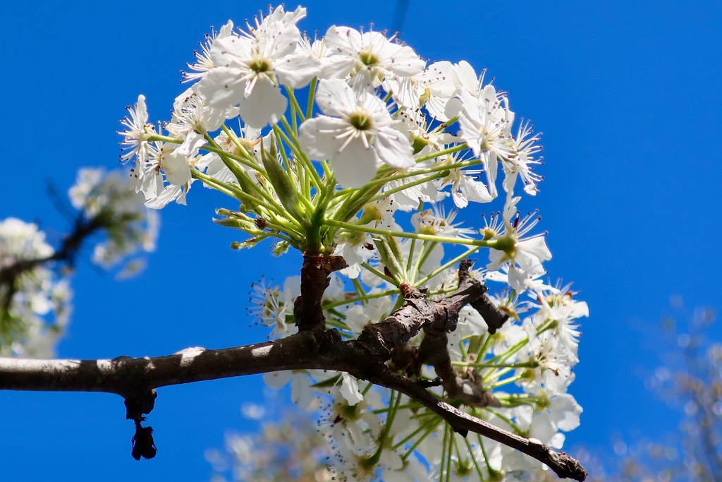 Bradford Pear blossoms by louannwarren