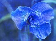 22nd Mar 2019 - Blue Iris