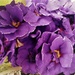 Purple primulas by beryl