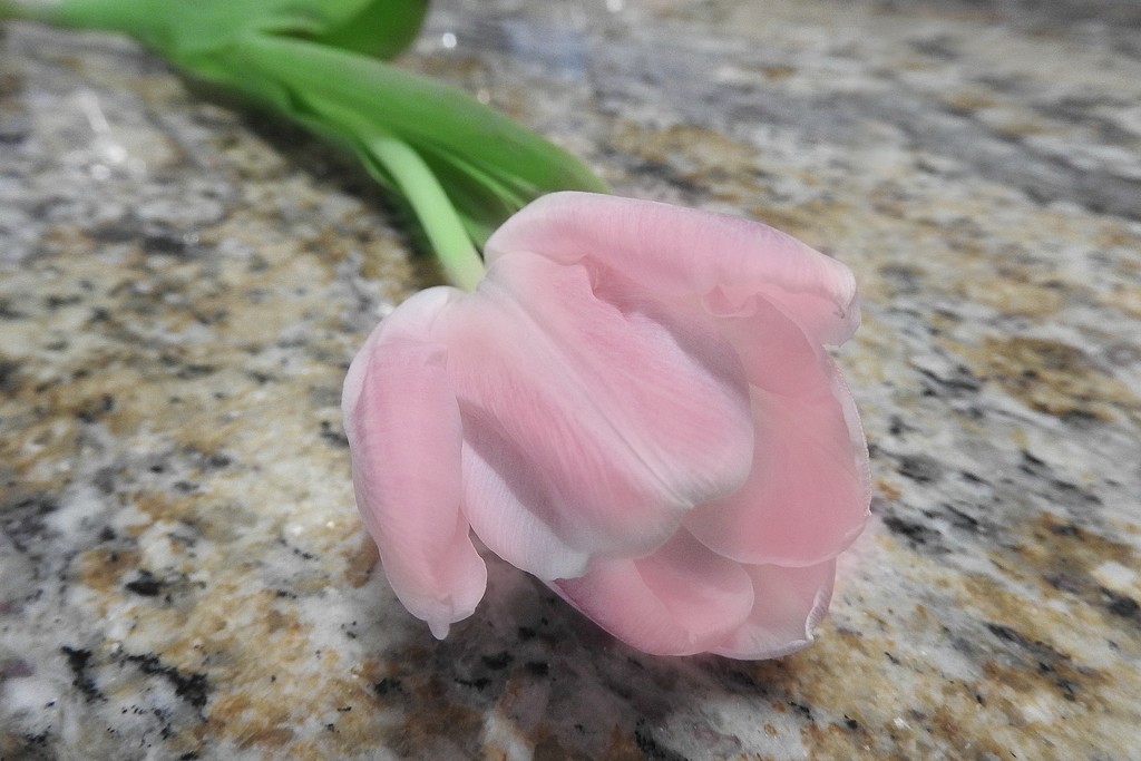 Pale pink tulip by homeschoolmom