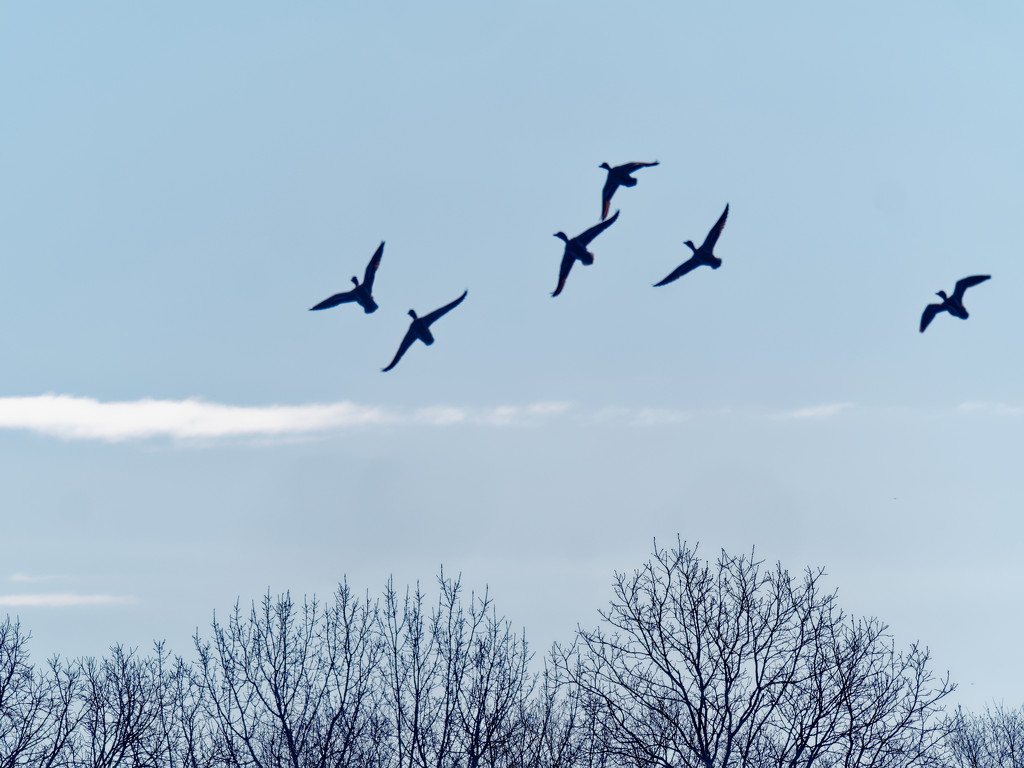 mallards over trees by rminer