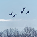 mallards over trees by rminer