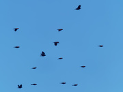 22nd Mar 2019 - Cluster of red-winged blackbirds