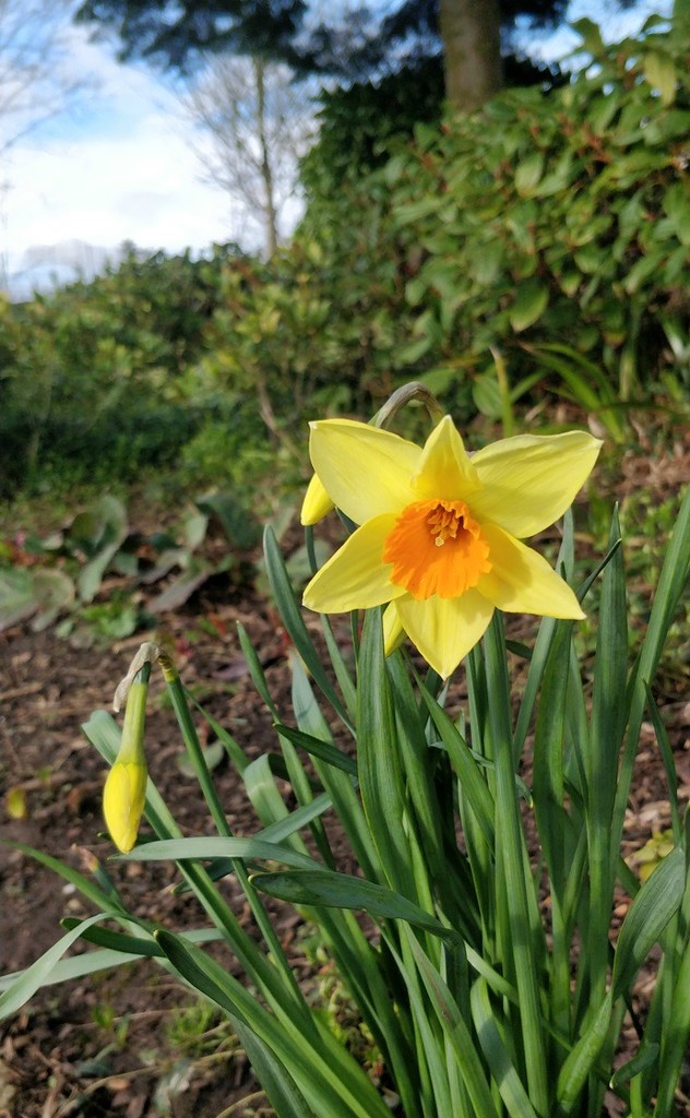 Daffodil by roachling