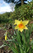 19th Mar 2019 - Daffodil