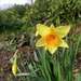 Daffodil by roachling