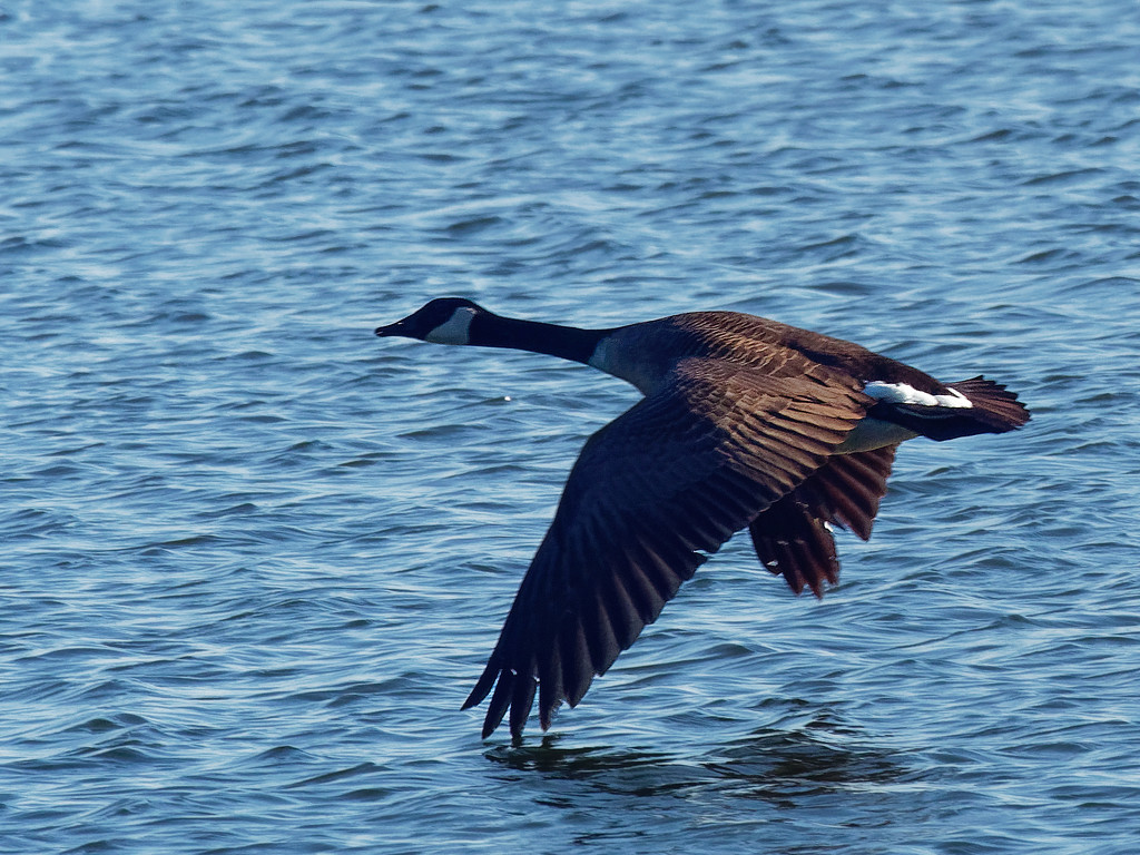 Canada goose touching water by rminer