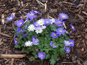 21st Mar 2019 -  Anenome Blanda -  Two for One?