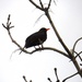 Blackbird Belting it Out by will_wooderson