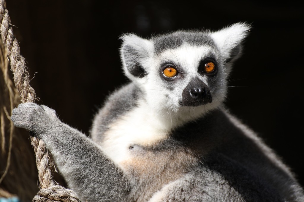 The Lemur Look by bizziebeeme