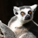 The Lemur Look by bizziebeeme