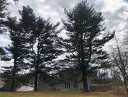 22nd Mar 2019 - Tall Pines