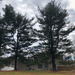 Tall Pines by loweygrace