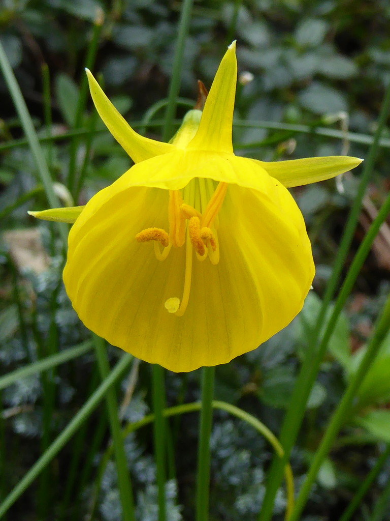Petticoat Daffodil. by gaf005