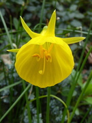 22nd Mar 2019 - Petticoat Daffodil.