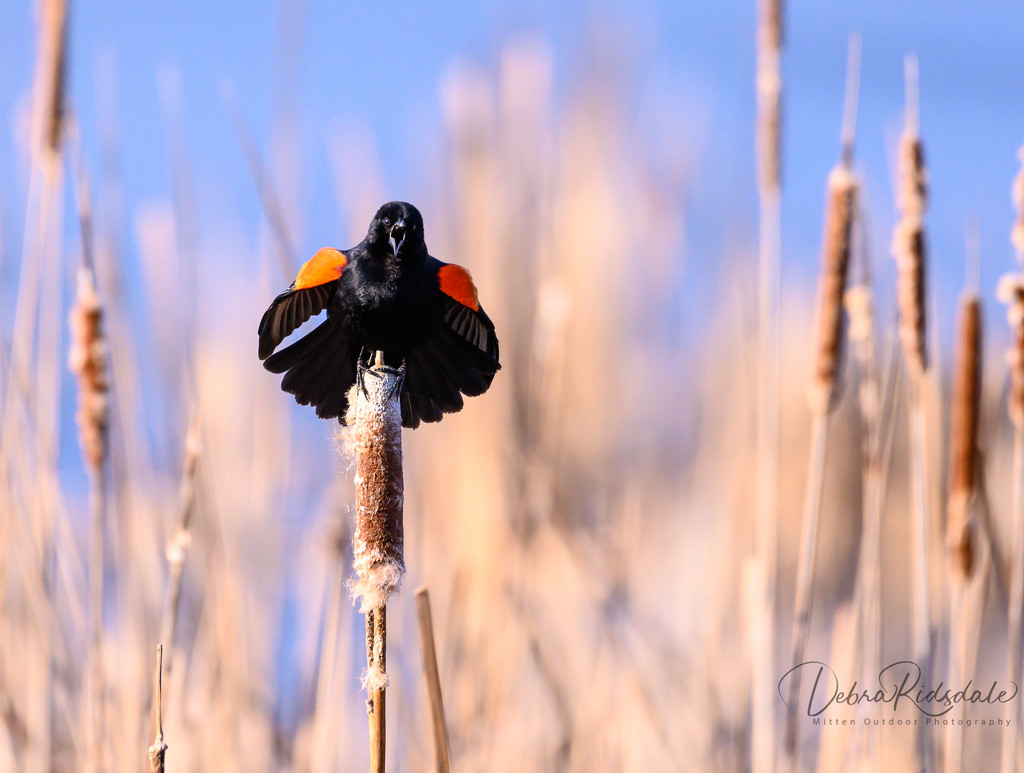 Red-winged blackbirds always signal Spring time in Michigan by dridsdale