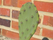 22nd Mar 2019 - Cactus at side of Building