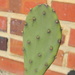 Cactus at side of Building by sfeldphotos