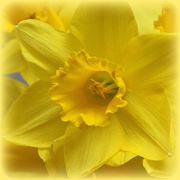20th Mar 2019 - Daffodil