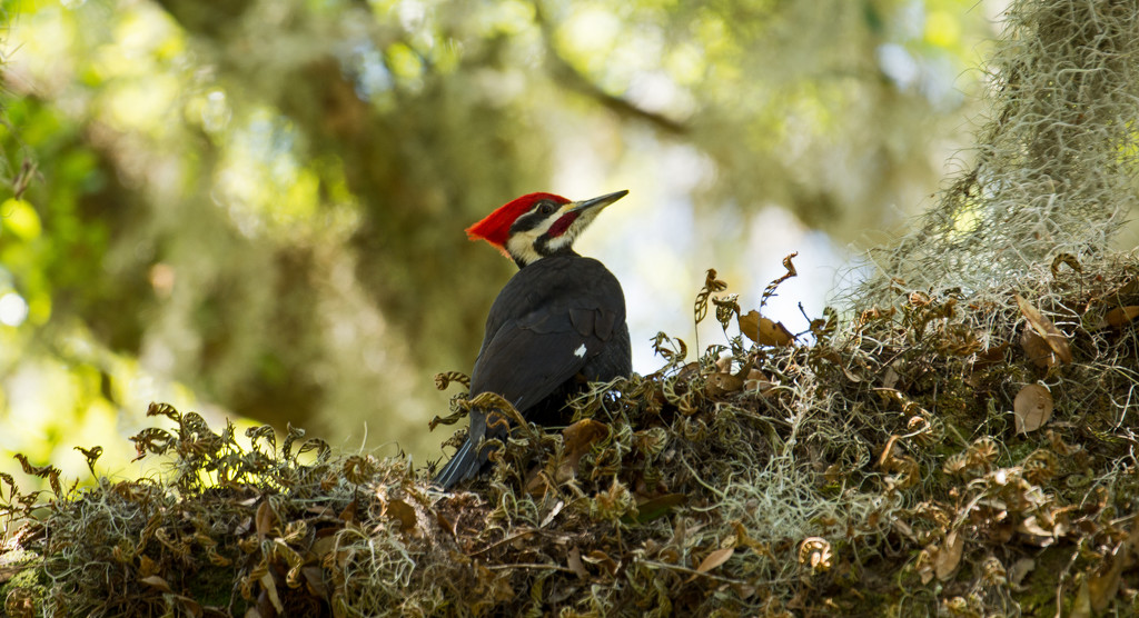Pileated Woodpecker Resting in the Ferns! by rickster549