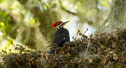 22nd Mar 2019 - Pileated Woodpecker Resting in the Ferns!
