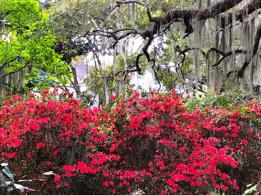 Azaleas, live oaks and Spanish moss — a classic Southern combination in Spring. by congaree