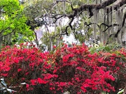 23rd Mar 2019 - Azaleas, live oaks and Spanish moss — a classic Southern combination in Spring.