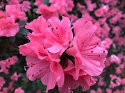 23rd Mar 2019 - Azaleas at the peak of their perfection.  They are already starting to fade away.  Sadly but necessarily, such beauty is fleeting. 