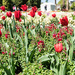 Tulips in Toowoomba by bella_ss