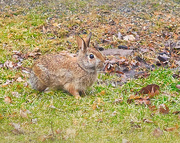 22nd Mar 2019 - Rabbit Visitor