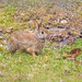 Rabbit Visitor by gardencat