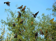 23rd Mar 2019 - I must have scared the Starlings