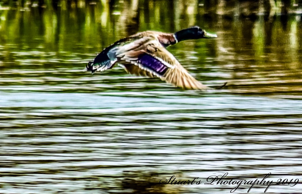 Skimming the water  by stuart46