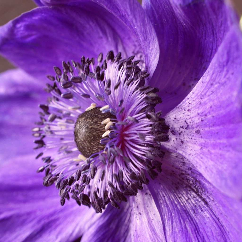 the heart of a purple anemone by quietpurplehaze