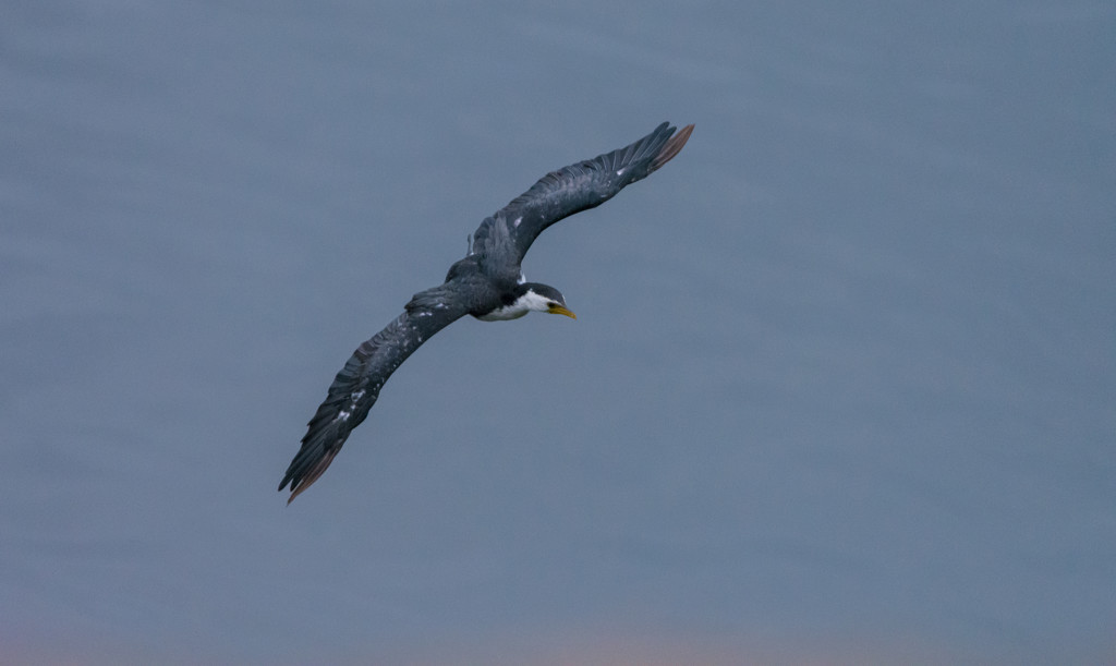 Some sort of Cormorant flying around! by gigiflower