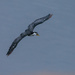 Some sort of Cormorant flying around! by gigiflower